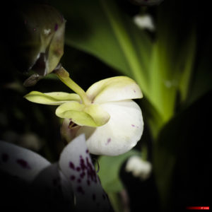 Phalaenopsis amabilis 2105-01